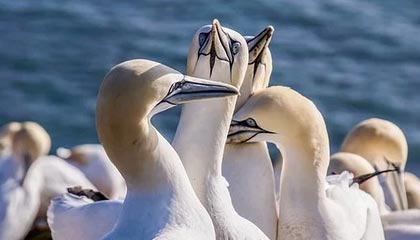 拉都拉不住，比甲前锋戴维球衣都被扯坏了但依旧打入进球