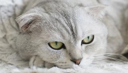 世界杯预选赛下载-中国足球协会超级杯球票开售